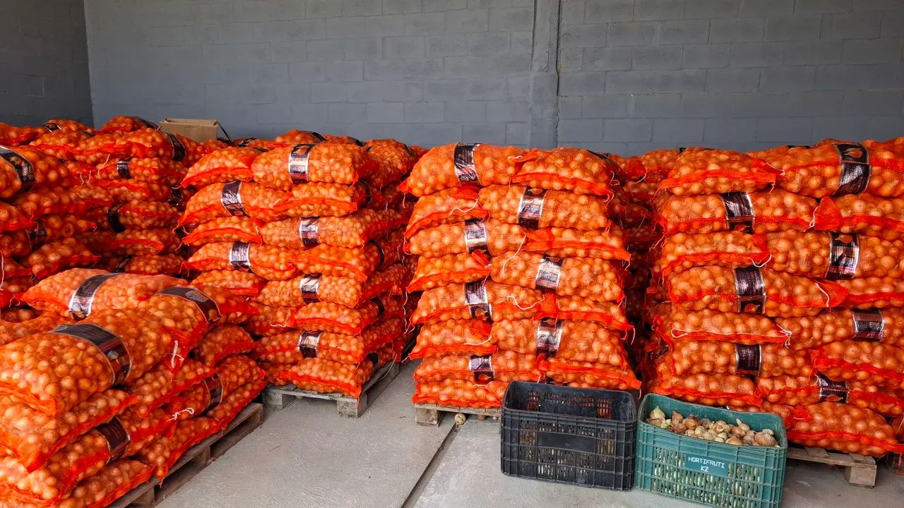 Cebola pequena, média e grande - Fazenda Santarém  - Foto 2
