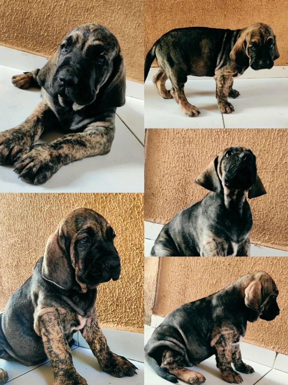 Fila Brasileiro - Filhotes Tigrados - Foto 2