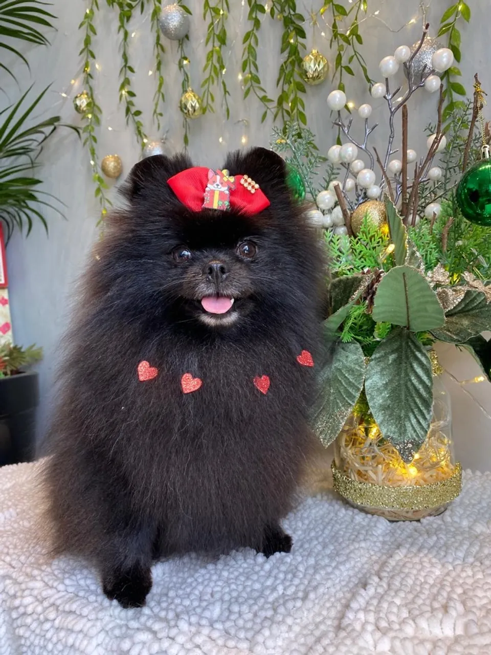 Spitz alemão fêmea anao 2 anos