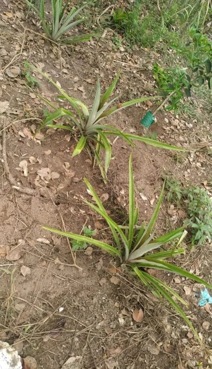 Terreno em Arembepe - linha verde - Foto 4