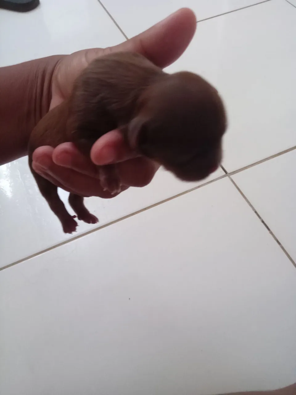Filhote de cachorro shitsu