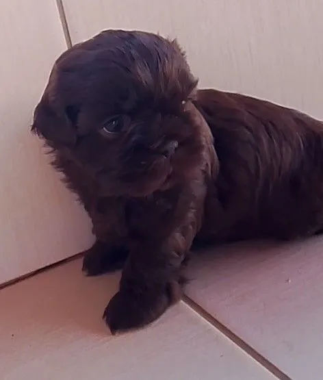 Filhote de Shih Tzu Macho Cor Marrom