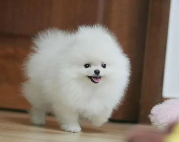 Spitz Alemão fêmea na cor branca padrão anão com 60 dias pedigree e vacina - Alberto