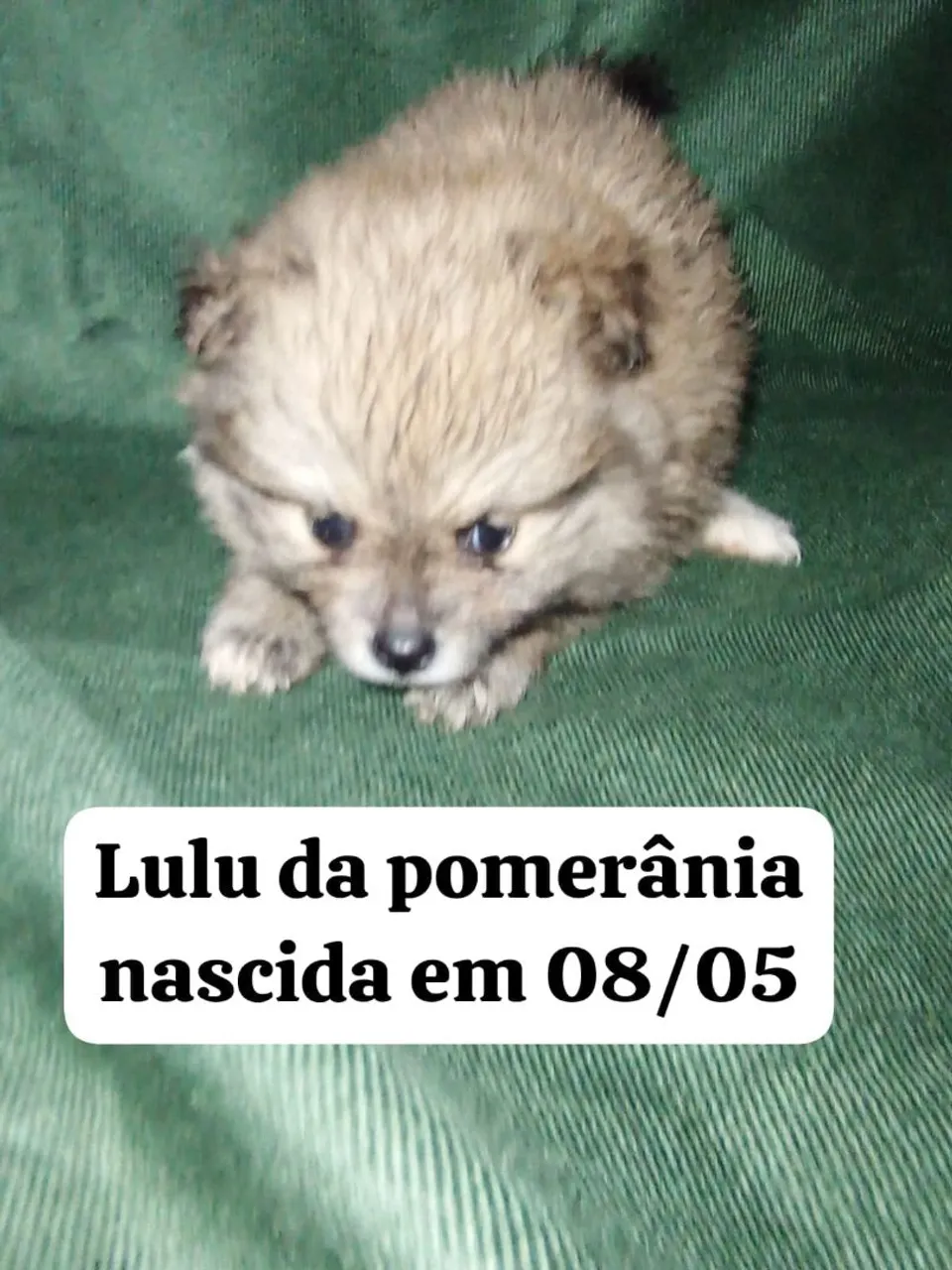 Lulu da Pomerânia - Filhote