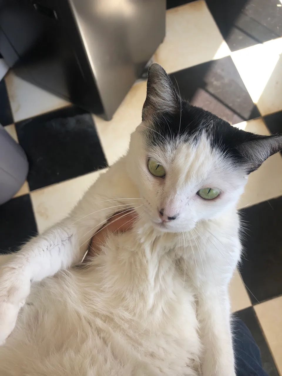 Gatinha fêmea para adoção  - Foto 3