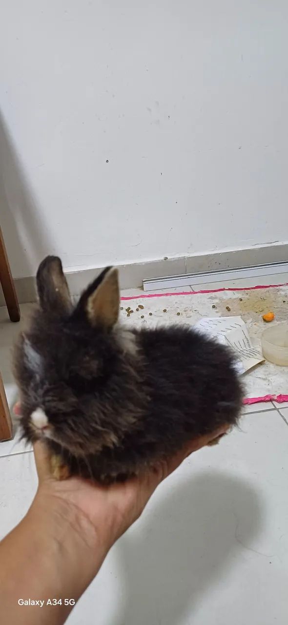 Coelhos fofinhos mine teddy  - Foto 6