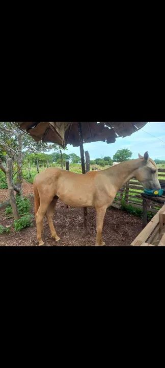 Vendo potro baio manga larga  - Foto 2