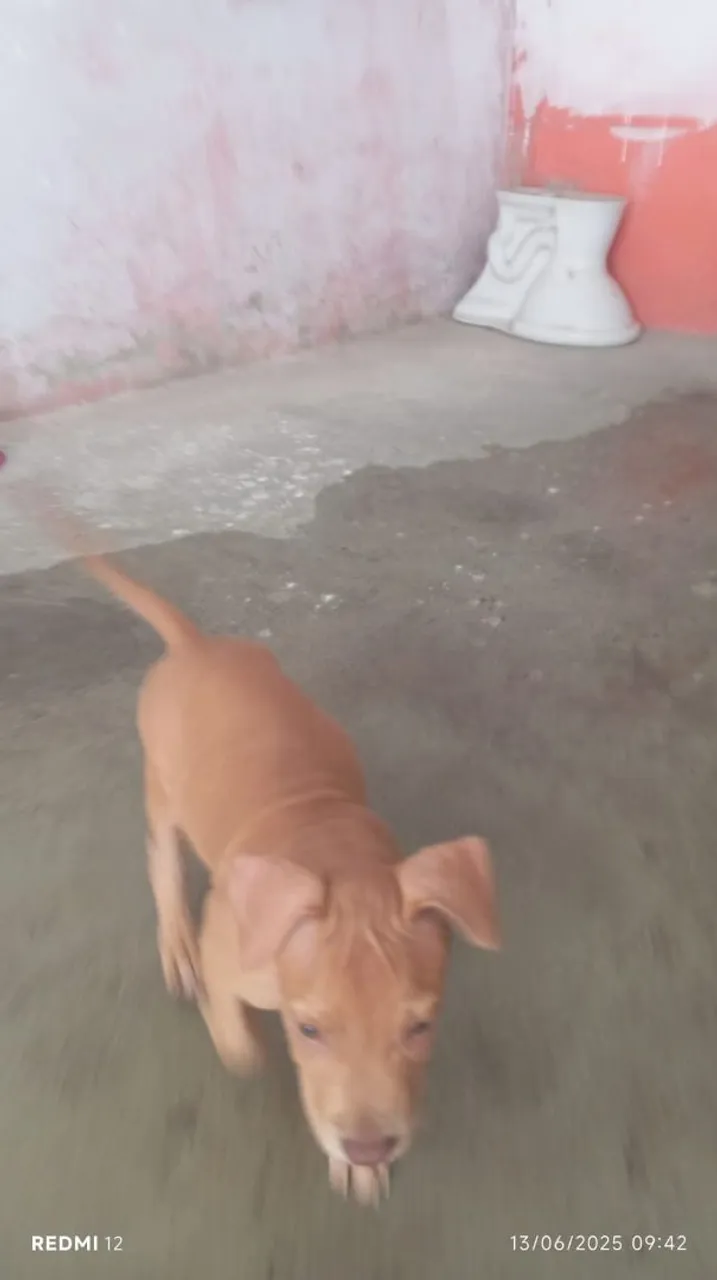 Filhote de Pitbull