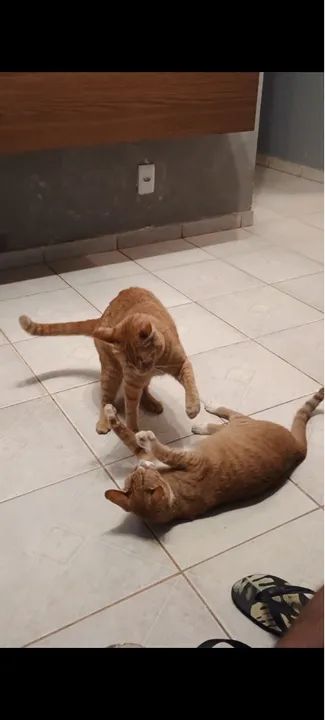 Doação de duas gatinhas urgente - Foto 2