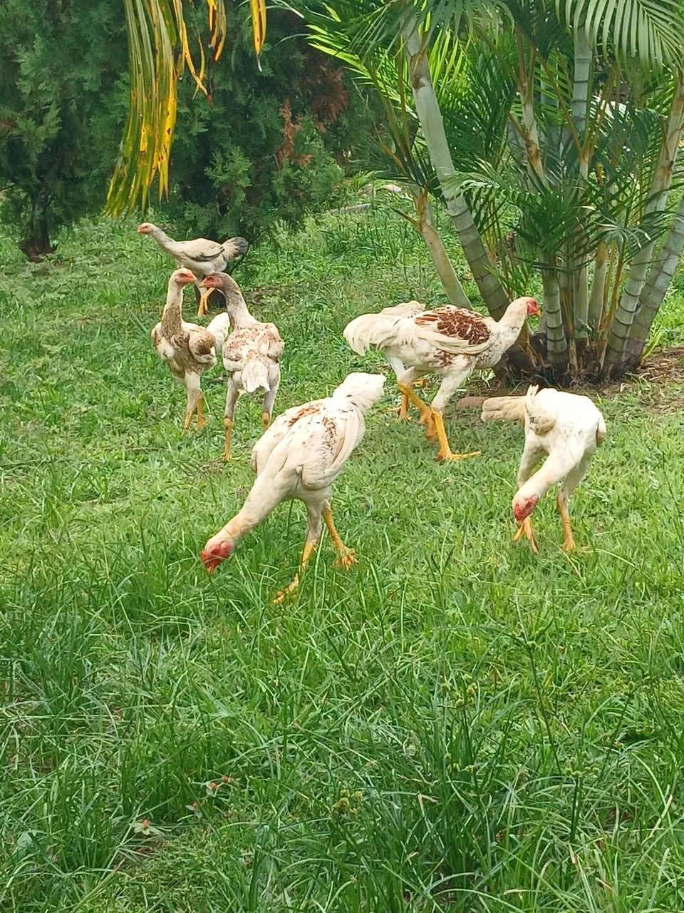 Frangos índio gigante  - Foto 4