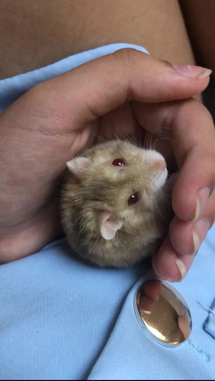 Hamster 64684119057794121