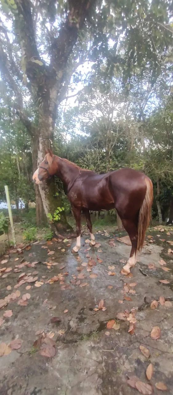 Cavalo Mangalarga paulista 