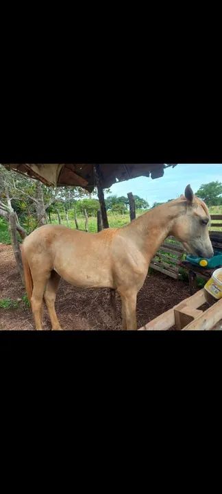 Vendo potro baio manga larga 