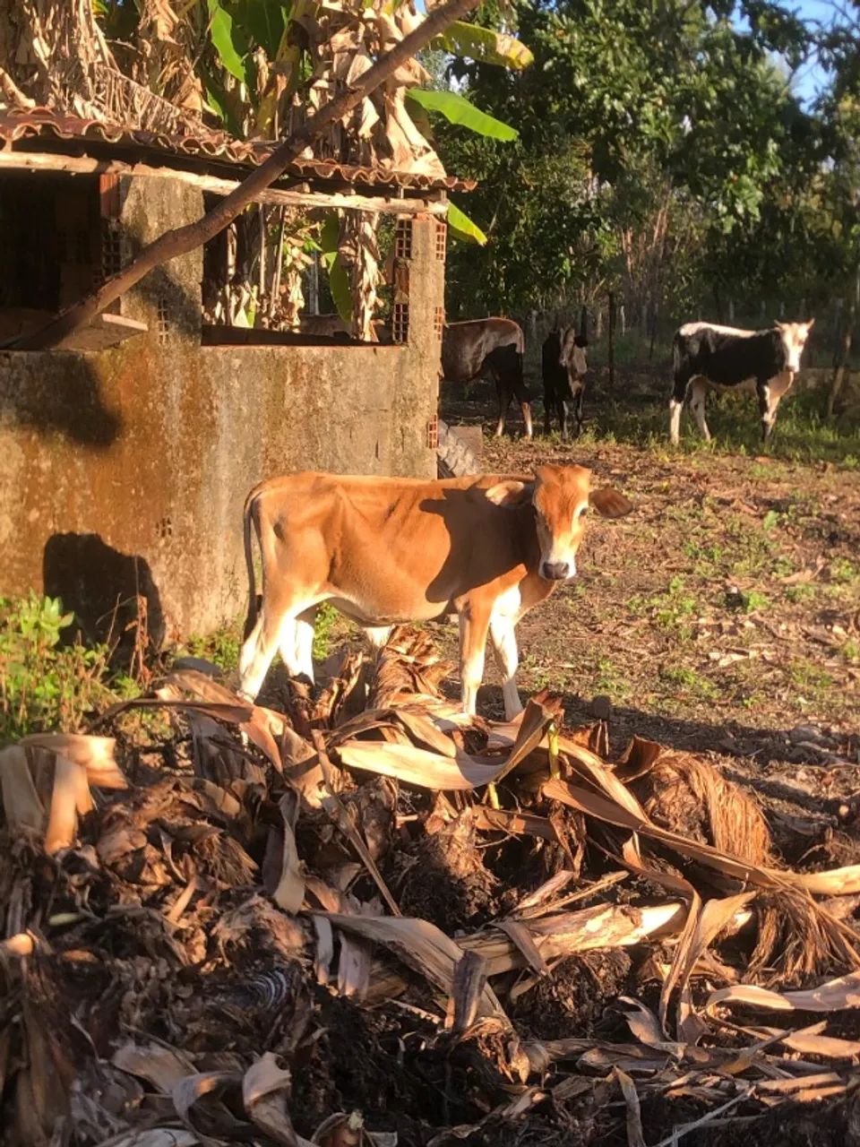 Bezerro (vendo ou troco) - Foto 2