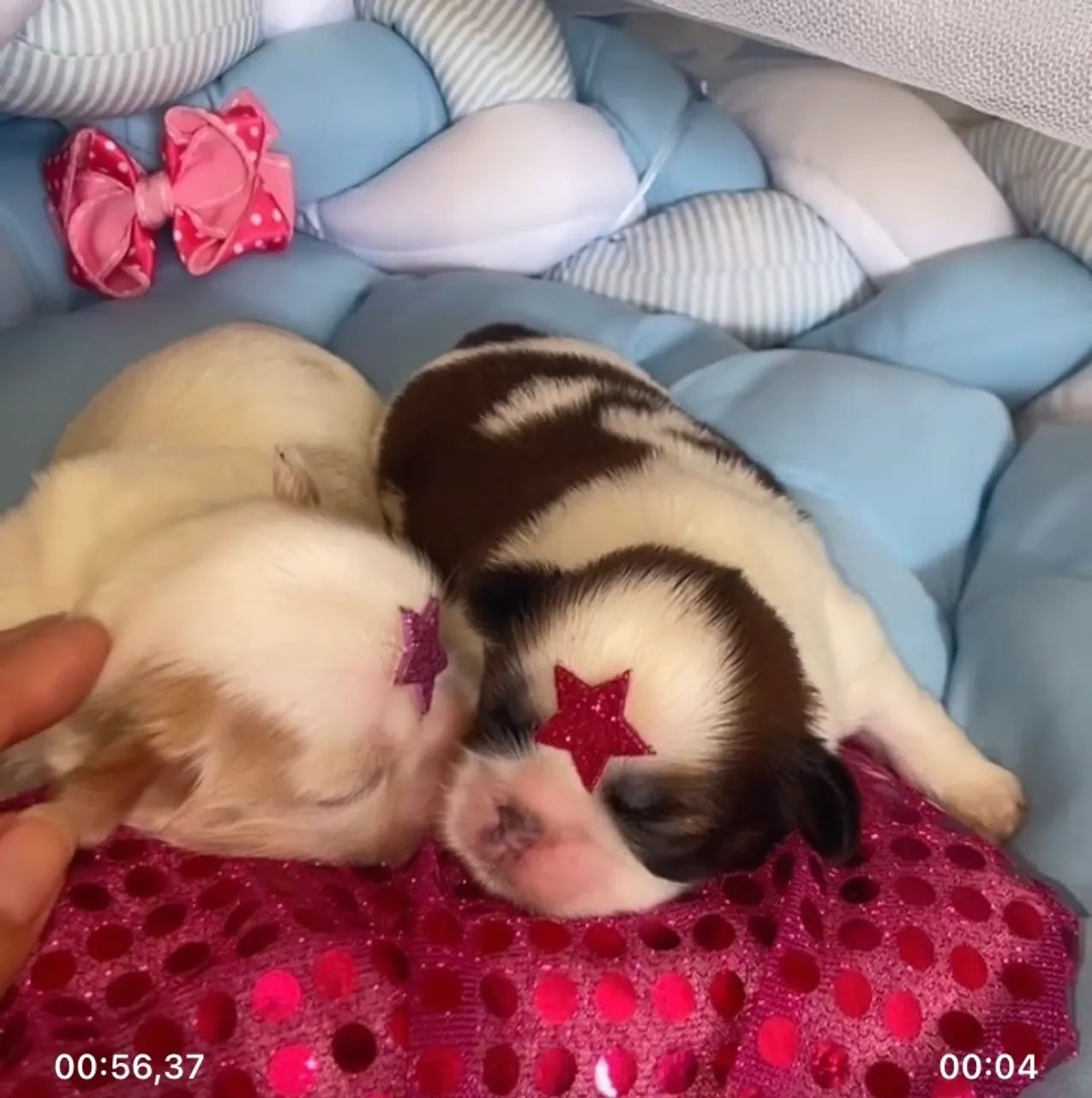 Filhote Shih Tzu fêmeas ( VENDA ) @pets.encantados.ms - Foto 4