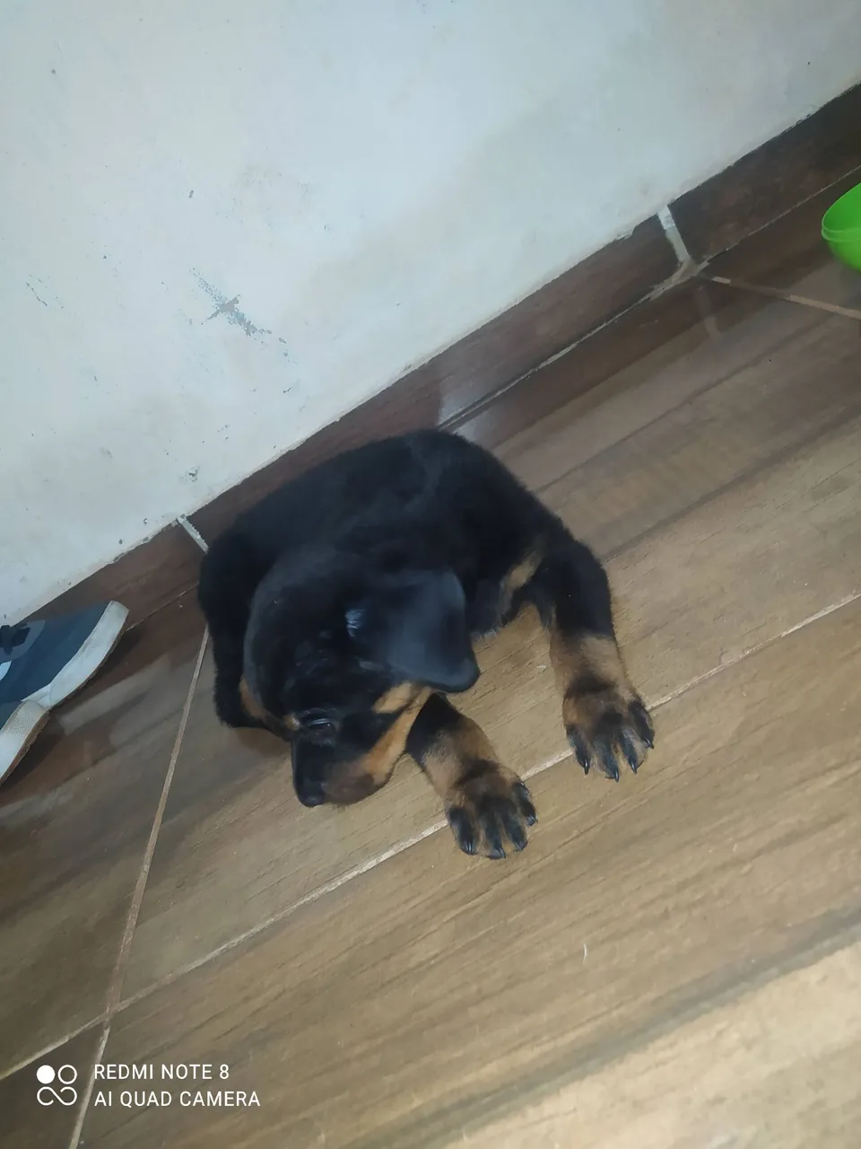 Filhote de rottweiler cabeça de touro