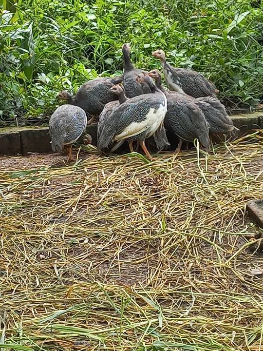 Galinhas dangola à venda 