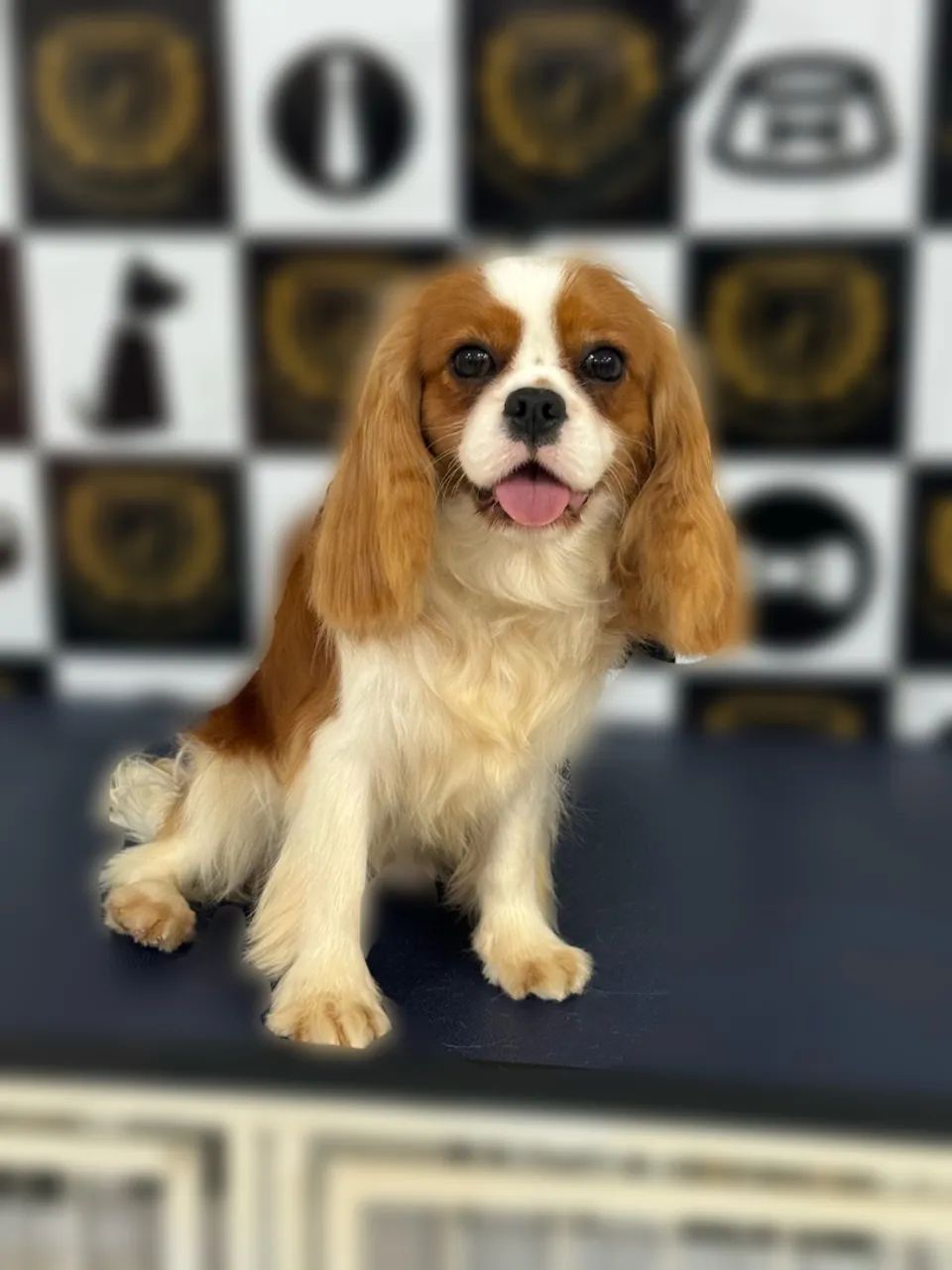 Cavalier King Charles Spaniel disponível 