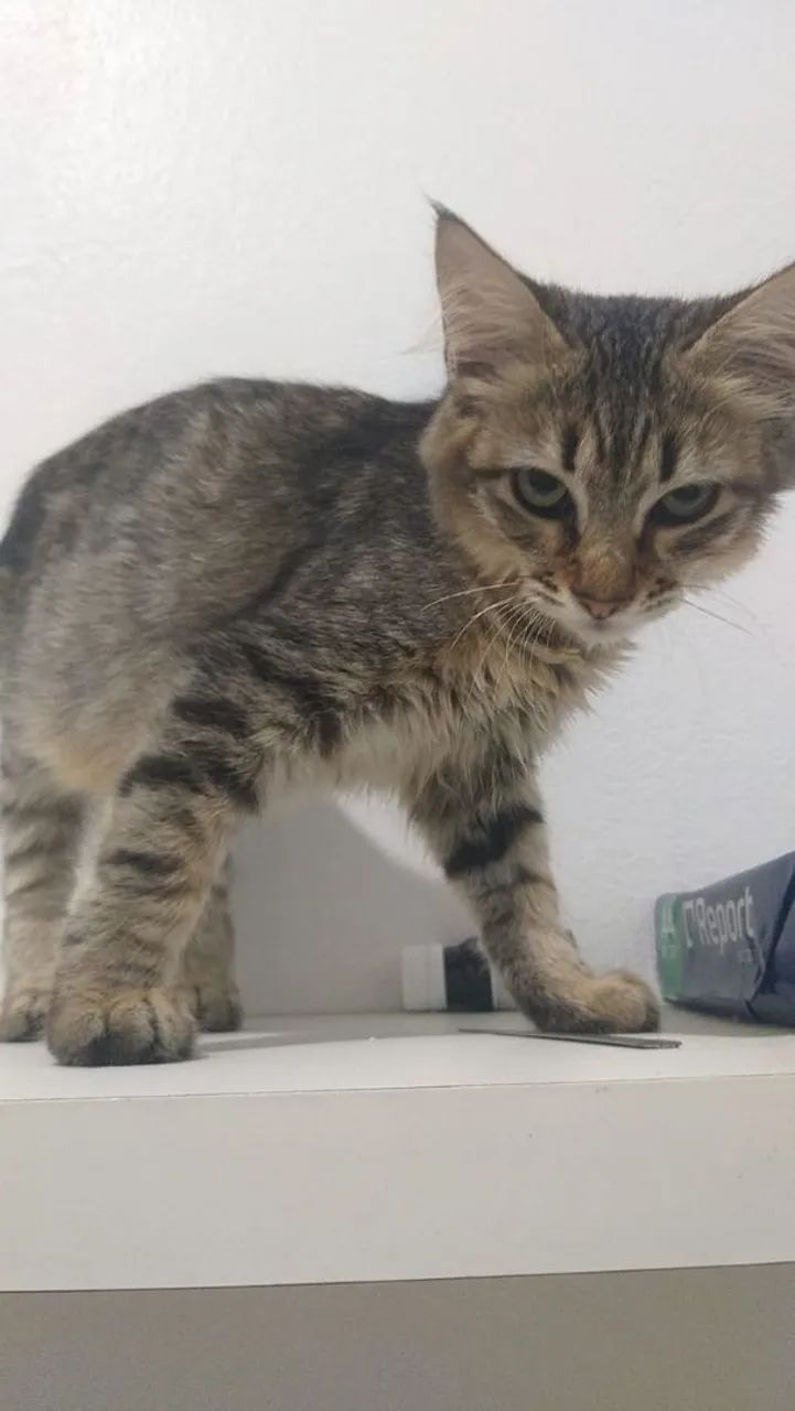 Gatinhos machos para adoção - Foto 3