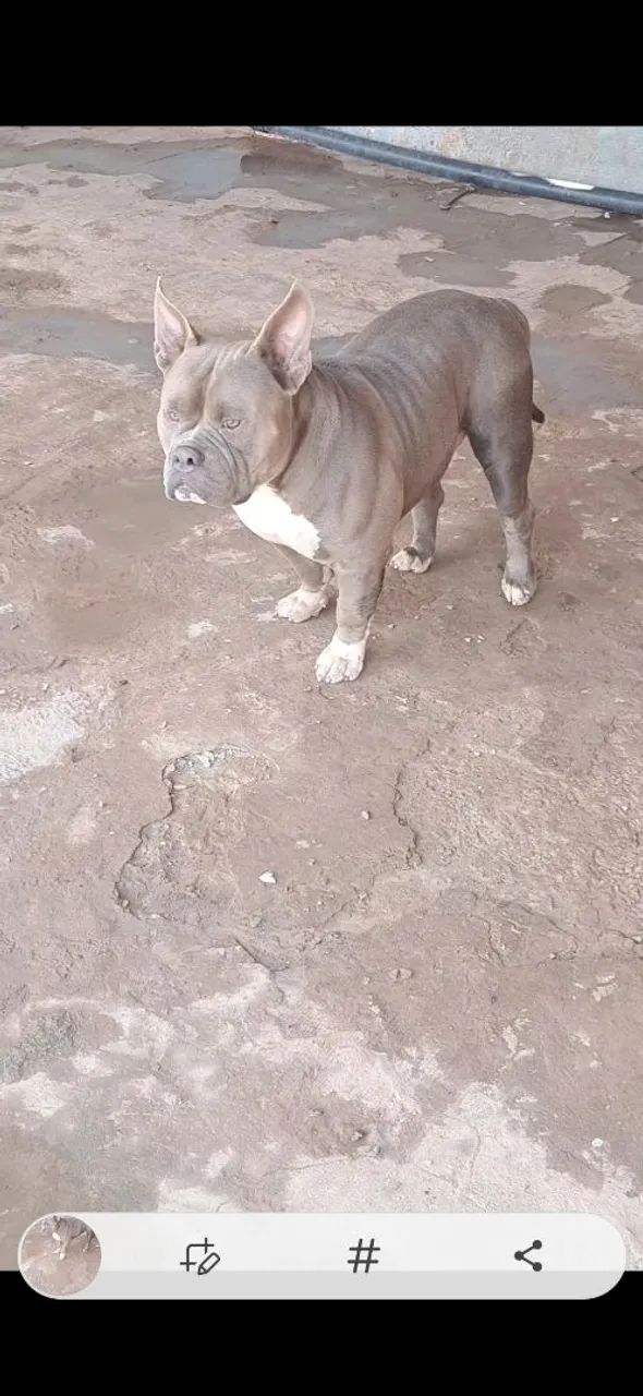 Disponível para cobertura pego em filhotes ou dinheiro pedigree Ibc  - Foto 4