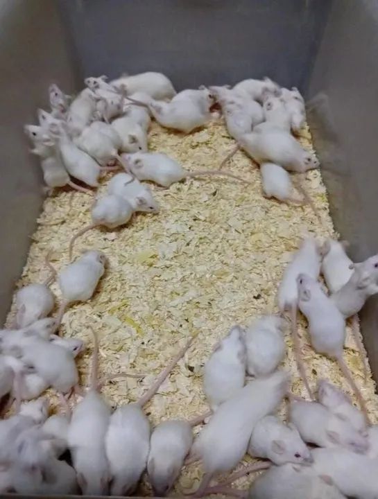 CAMUNDONGO, TOPOLINO, NEONATO, TOPODONGO<br>RATO NOVINHO