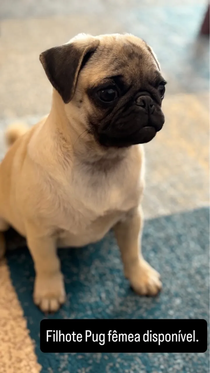 Pug fêmea 