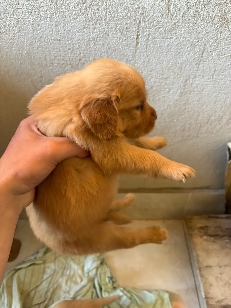 Golden retriever macho