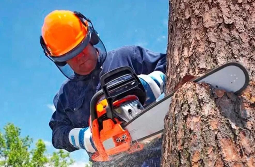 Poda e Remoção de Árvores 