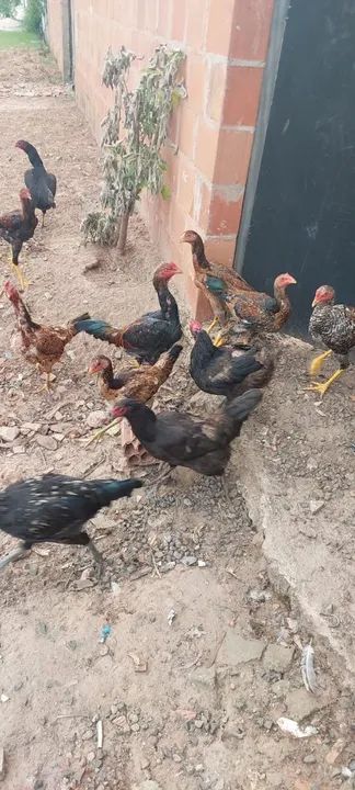 Frangos Caipira - Foto 2