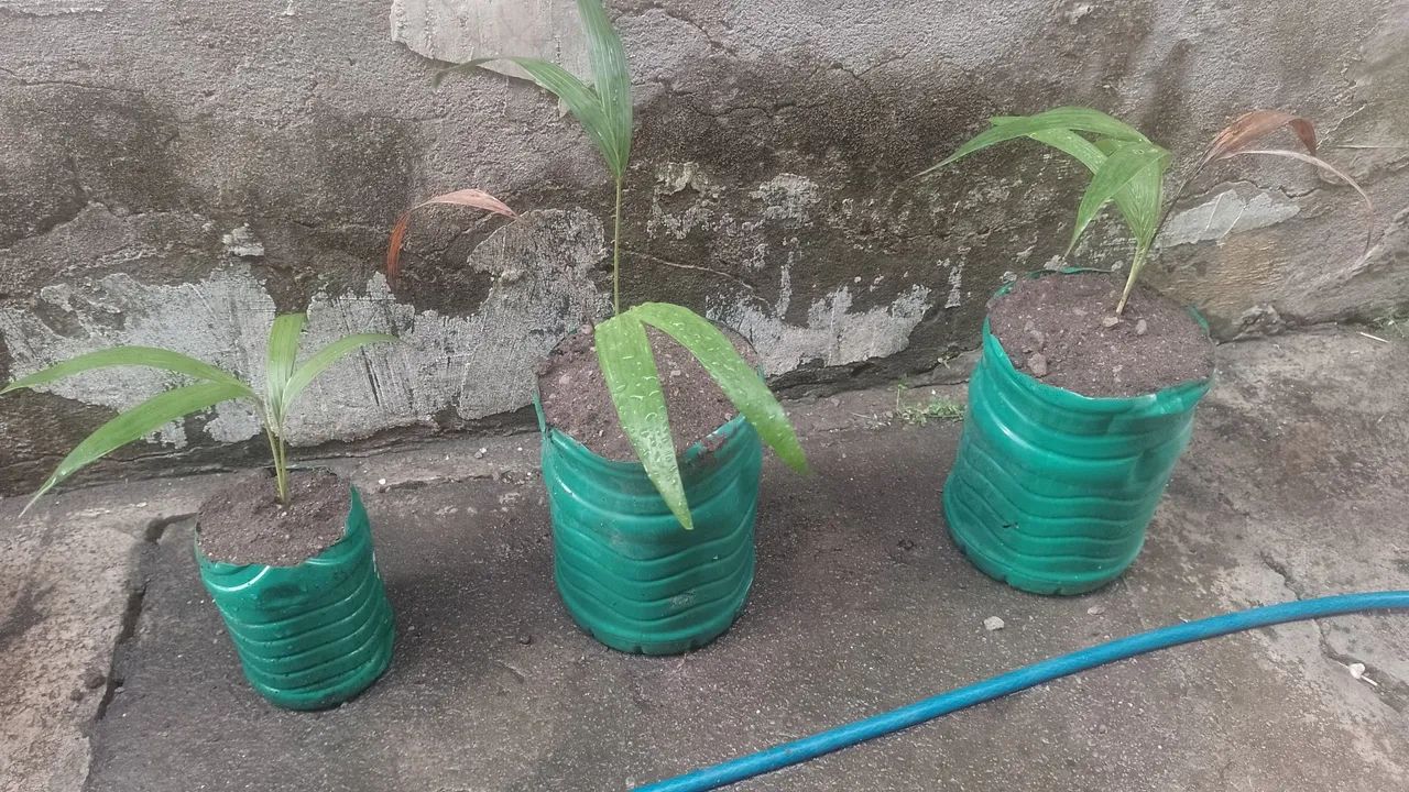 Mudas de Palmeira real - Foto 2