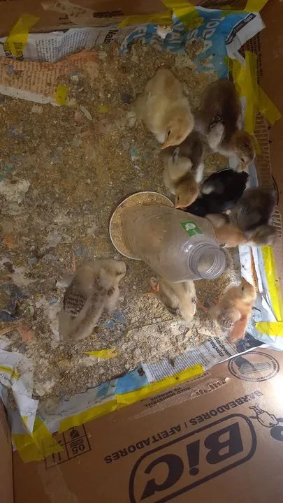 Pintinhos diversos...caipiras e Brahmas puros - Foto 3