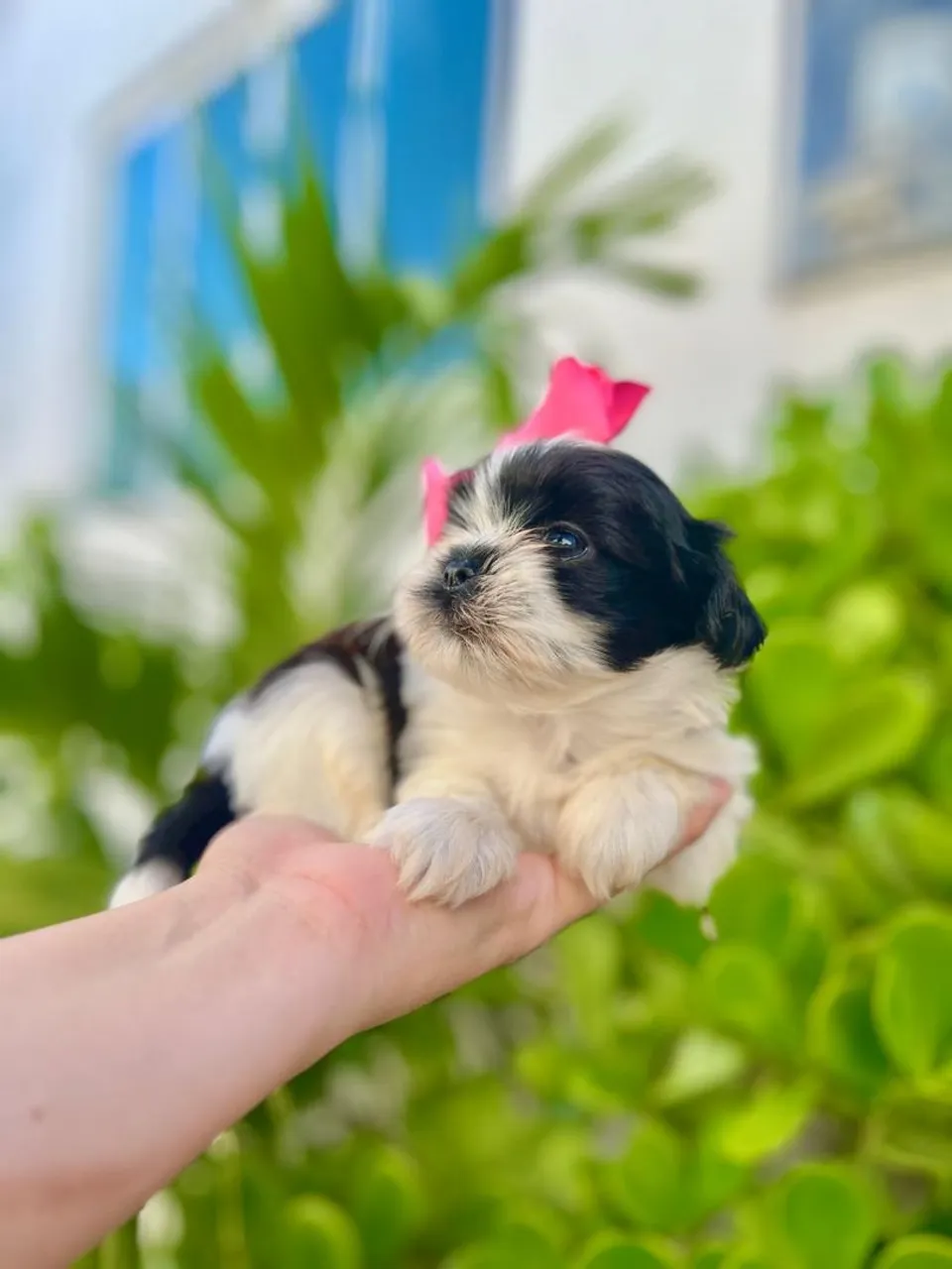 Filhote Shih Tzu Mini