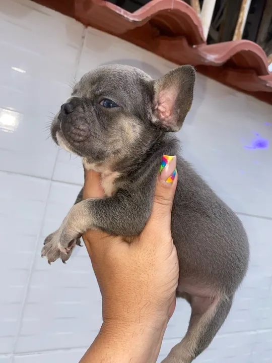 Bulldog francês macho act cartão parcelo 12 x  - Foto 3