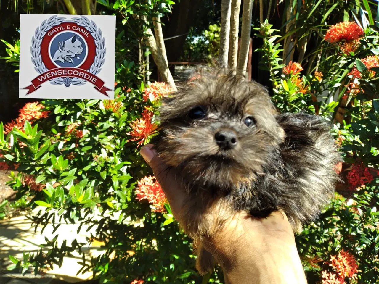 Filhote de Yorkshire Terrier fêmea e macho