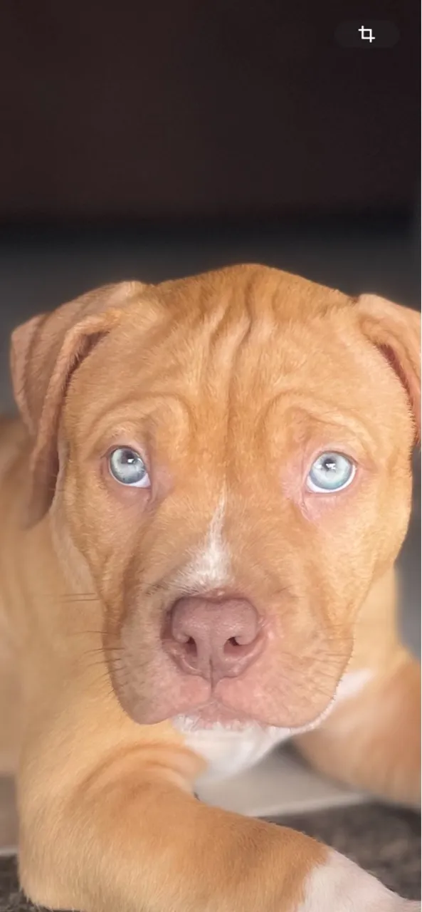 Filhote de Pitbull com olhos azuis incríveis!