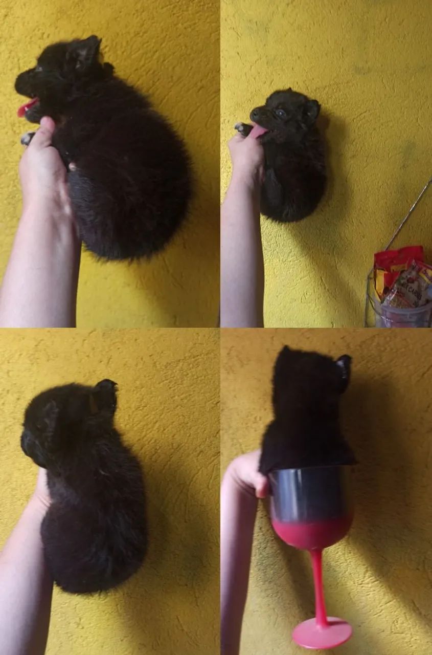 Lindas Mine filhote fêmea,favor leia a descrição do anúncio. - Foto 3