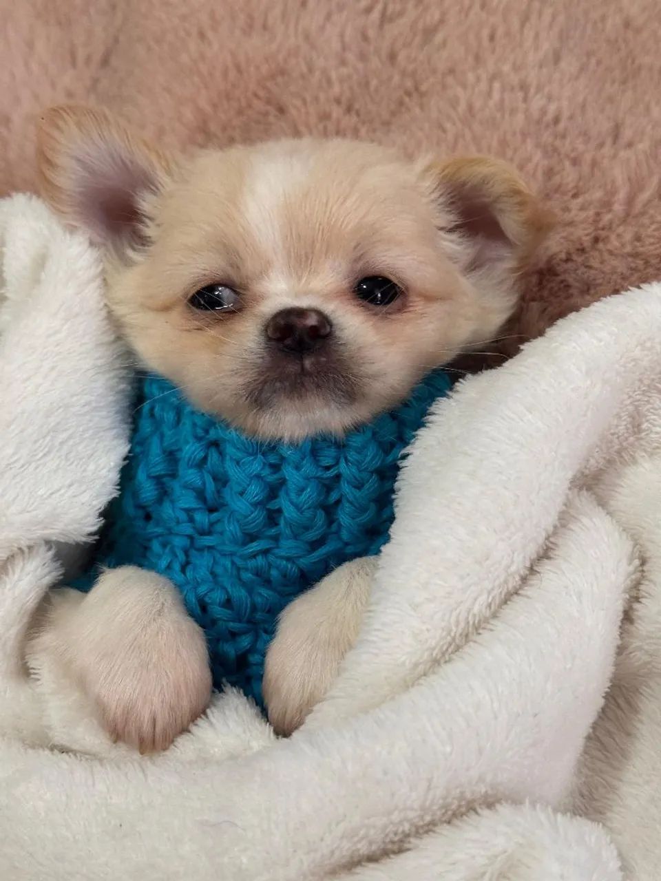 Chihuahua - Seu melhor amigo!