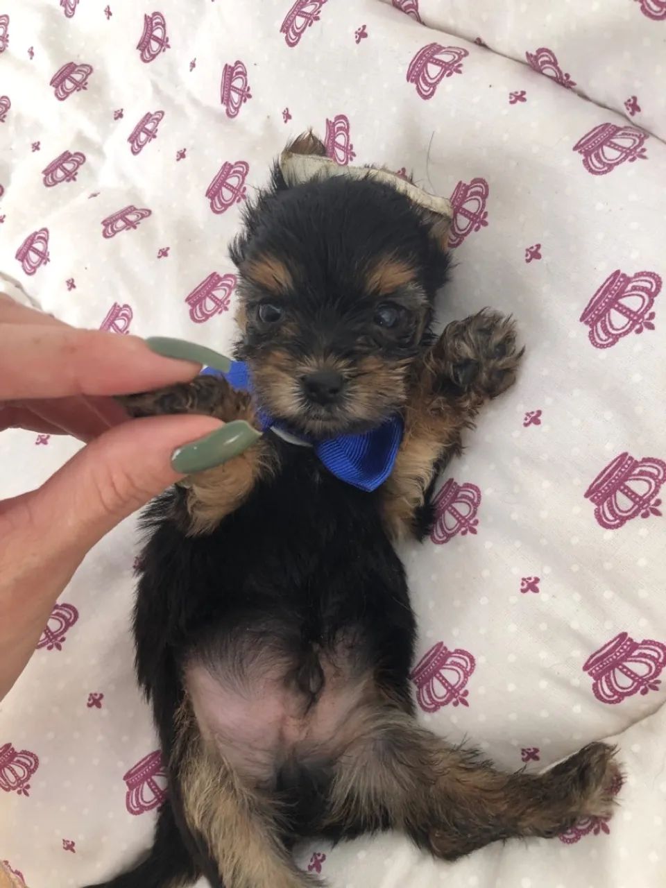 Yorkshire Terrier (1 casal disponível) LEIA O ANÚNCIO  - Foto 5