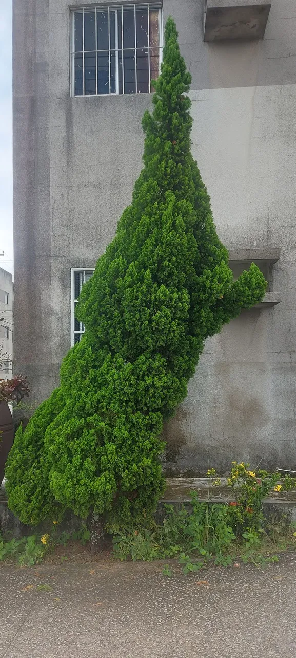 Plantas Kaizuca - Decoração Única!