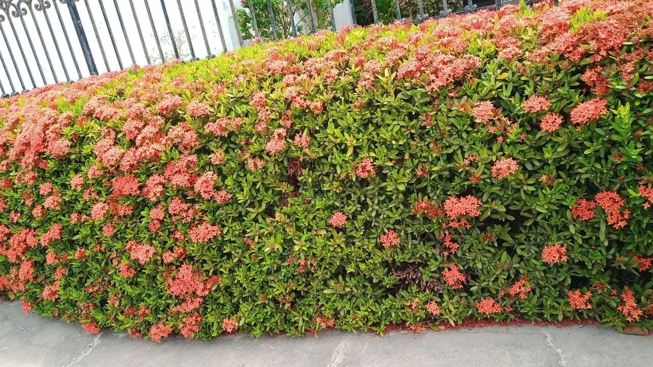 Jardinagem em geral ..