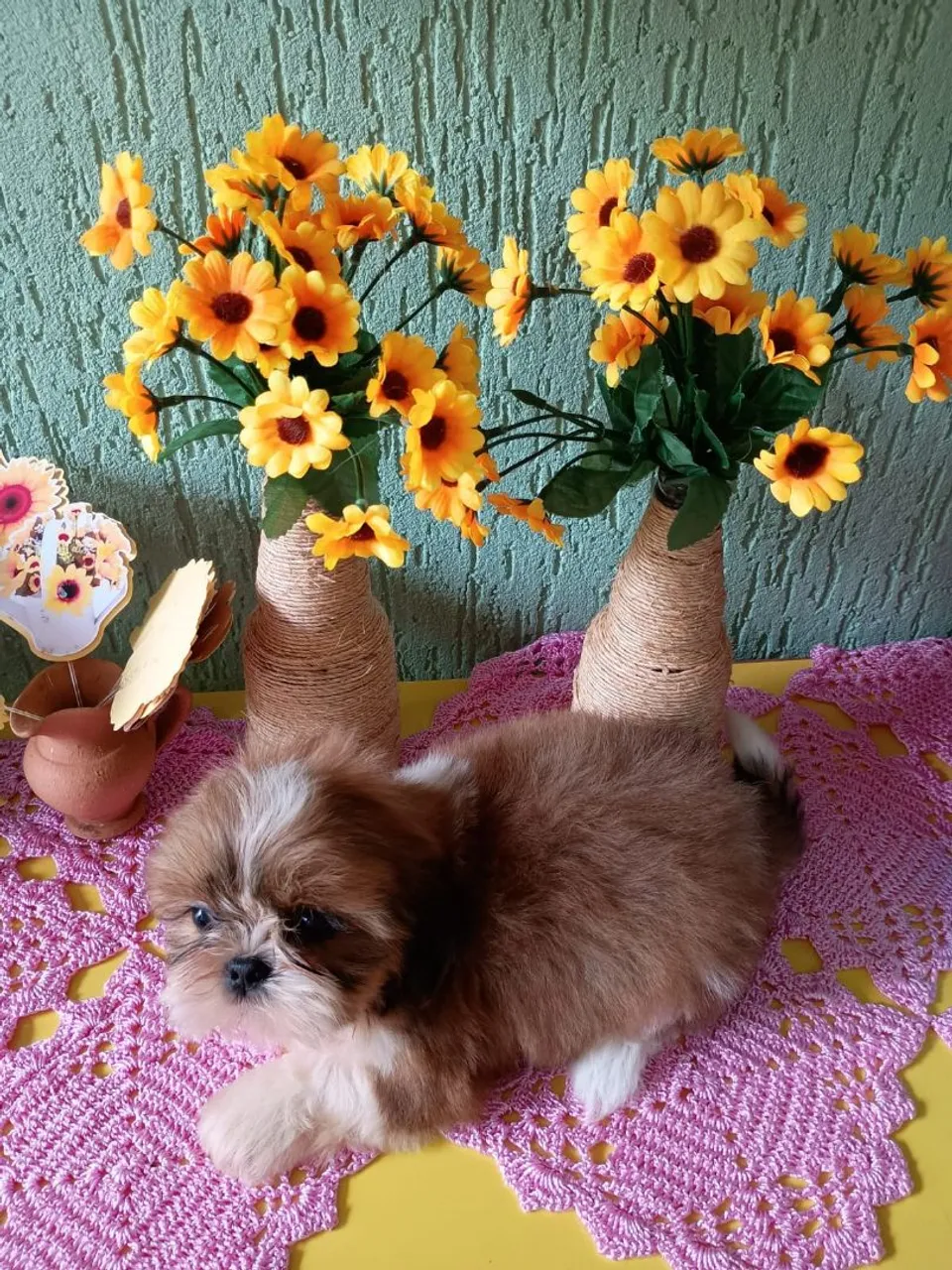 Shih tzu fêmea 