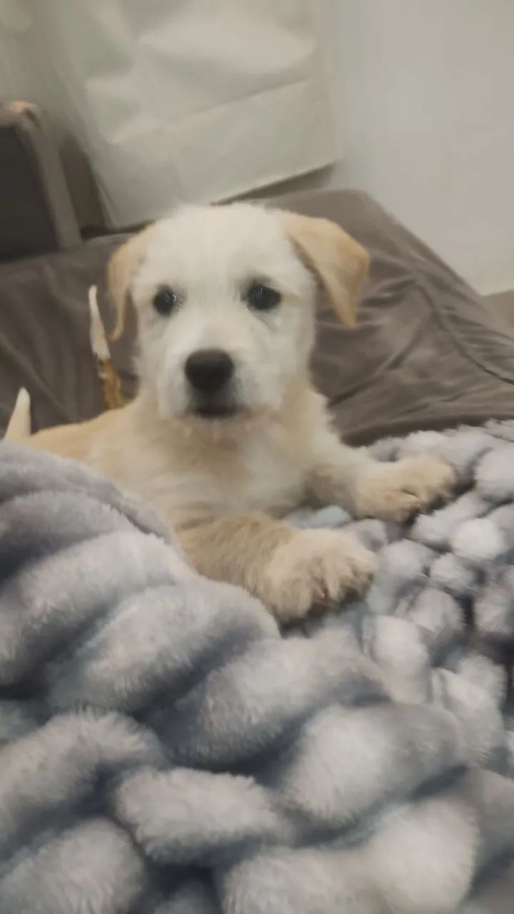 Vendo   urgente filhote  de pastor suíço com SRD R$800 para retirar hoje