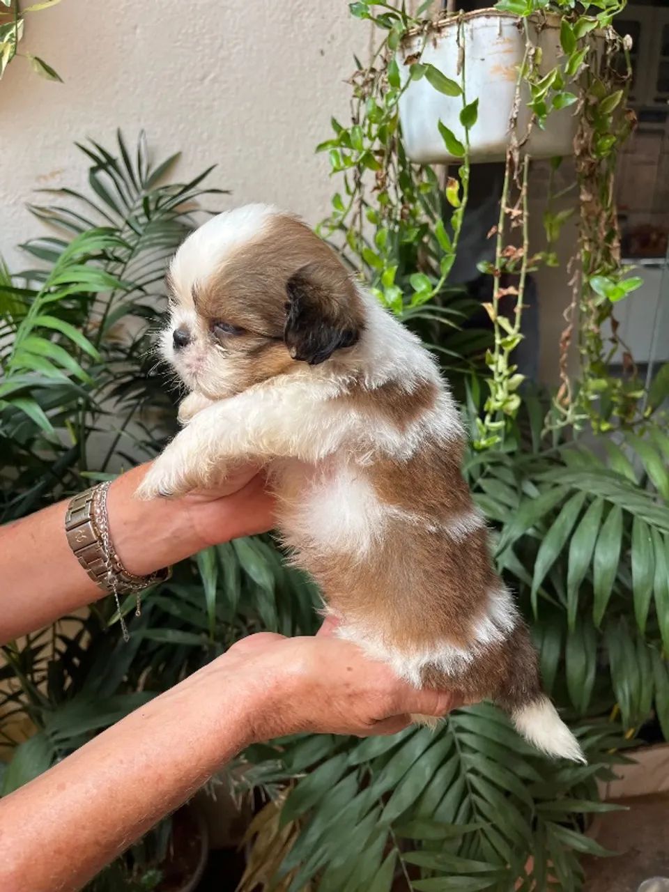 Mini Shitzu - Foto 3