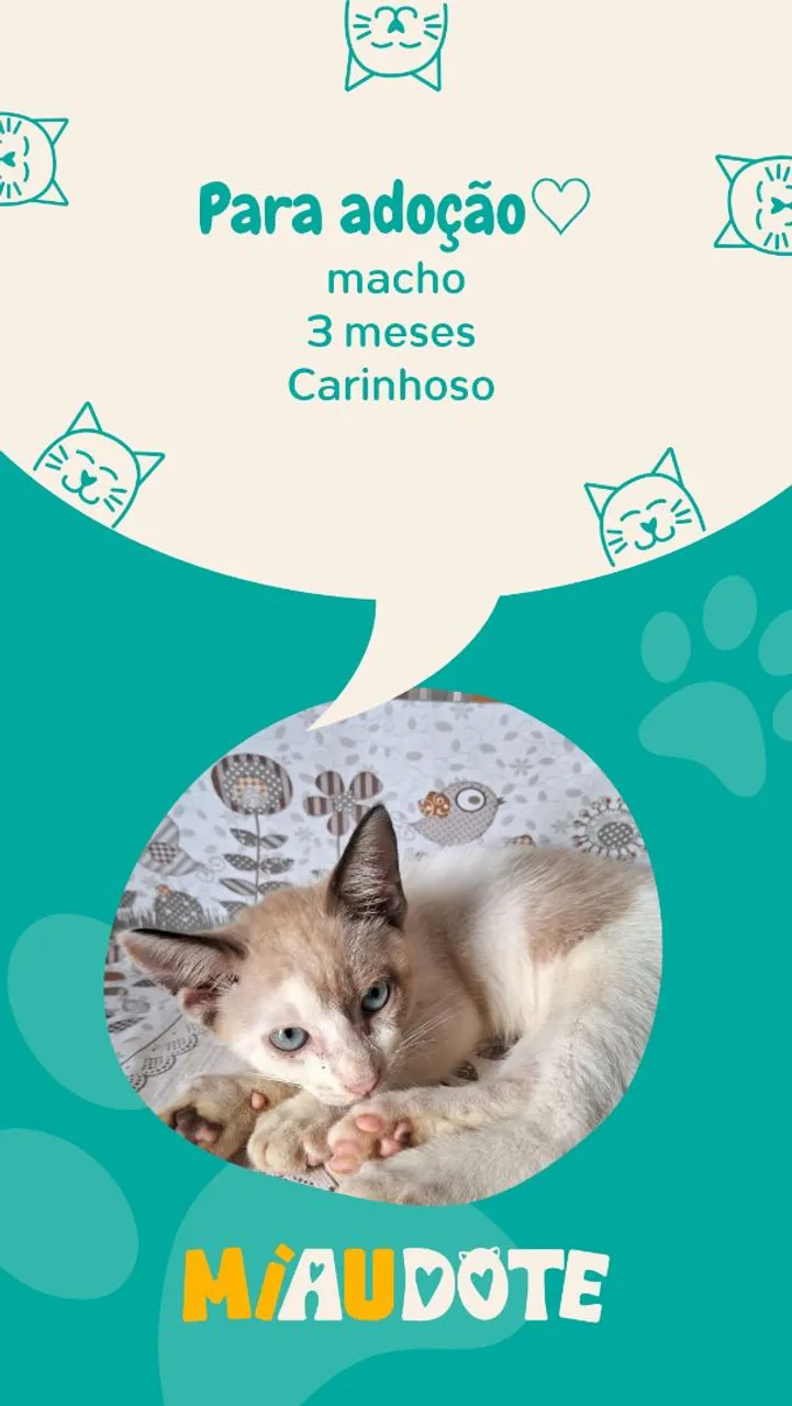 Gatinho para adoção: Macho, 3 meses e carinhoso