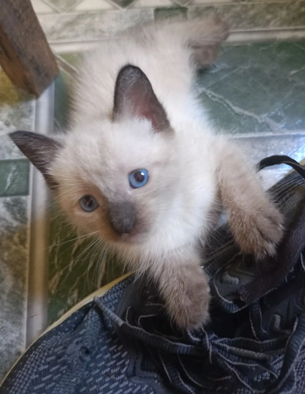 Gatinho Siamês para adoção