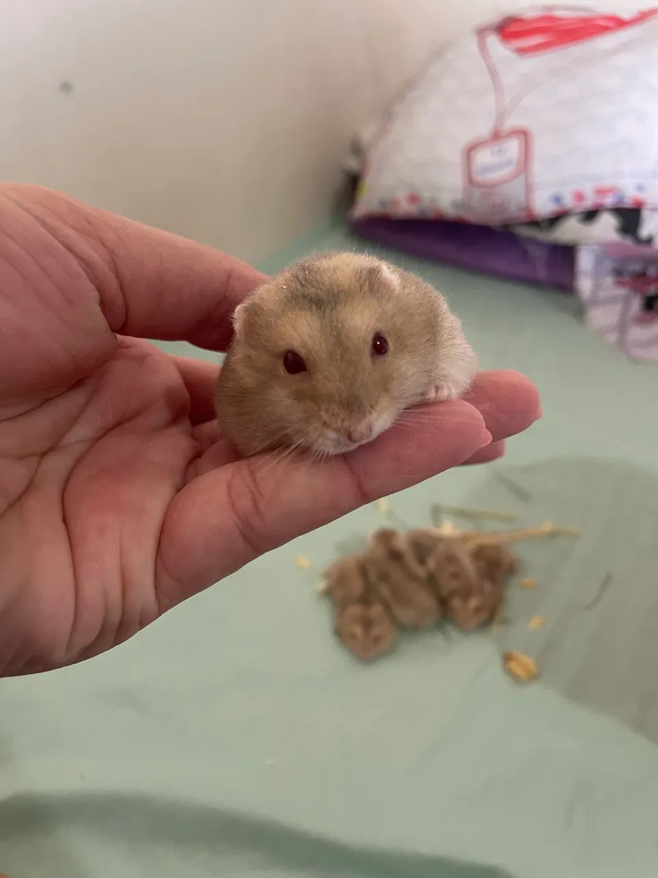 Lindos hamster - Foto 2