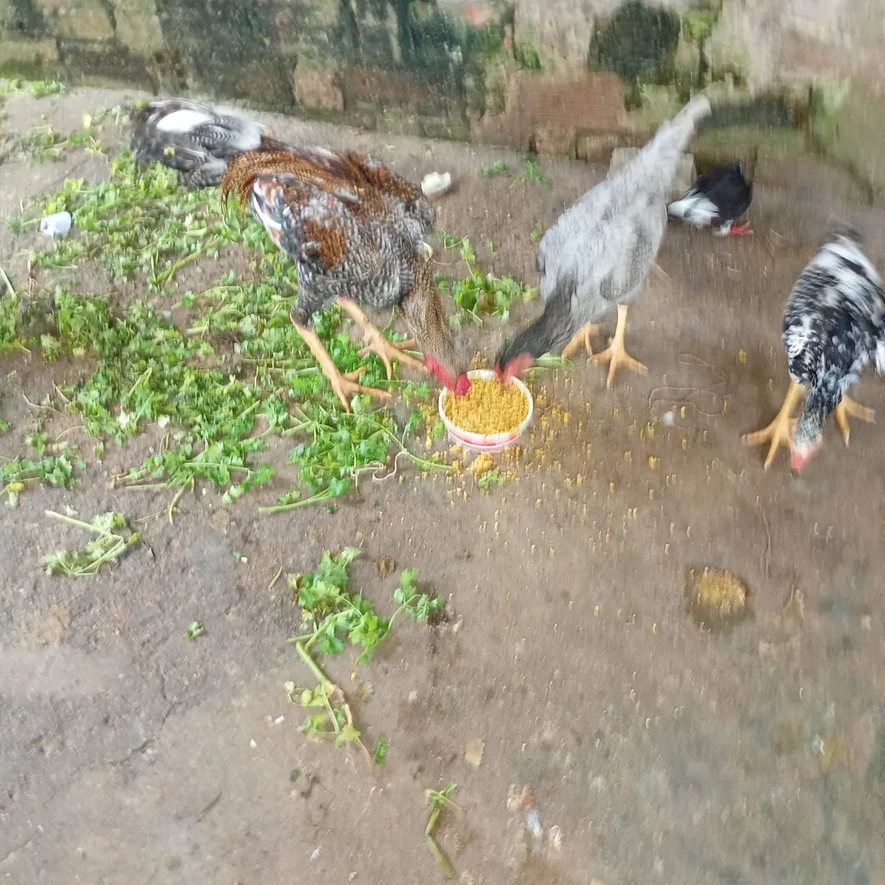 Galos e galinhas  - Foto 4