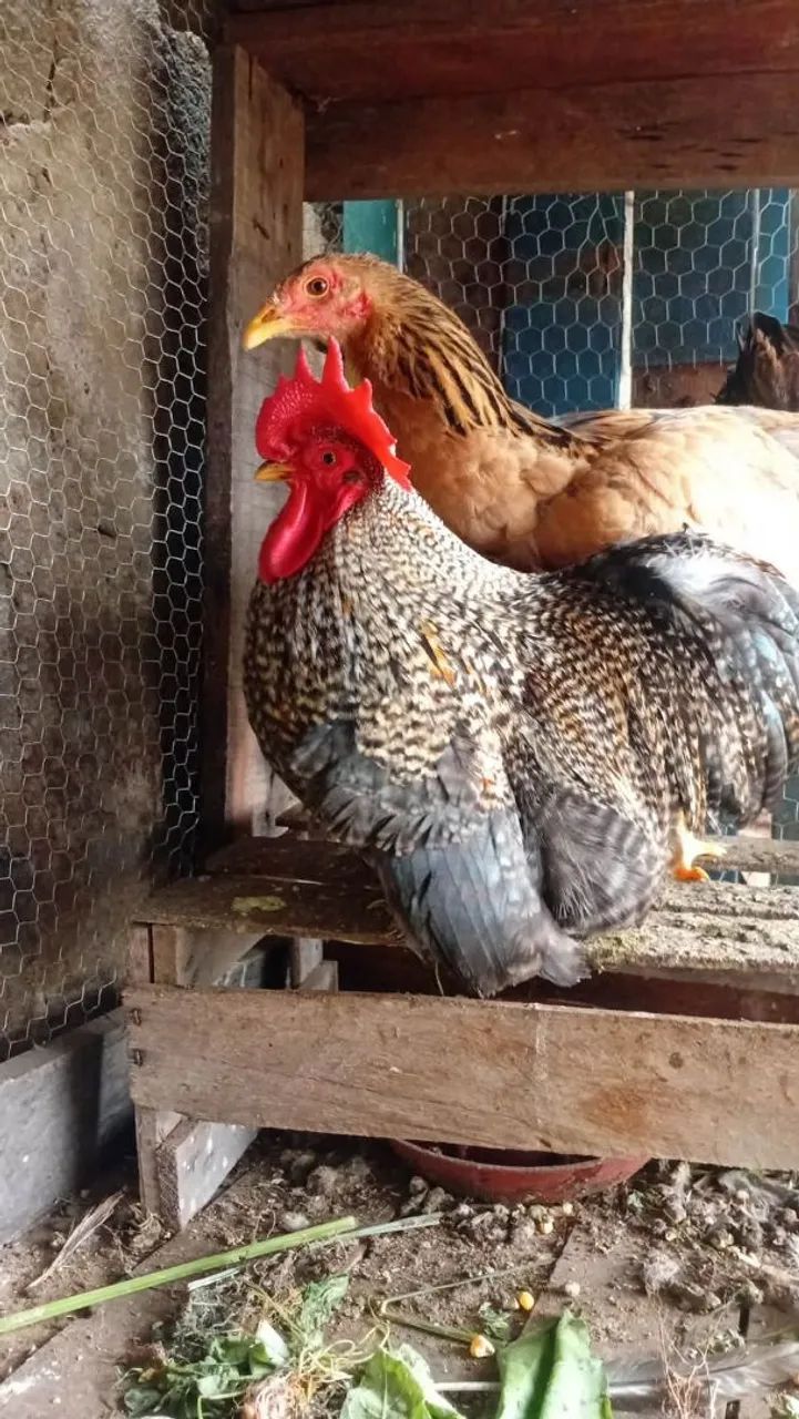 Galinhas de raca 