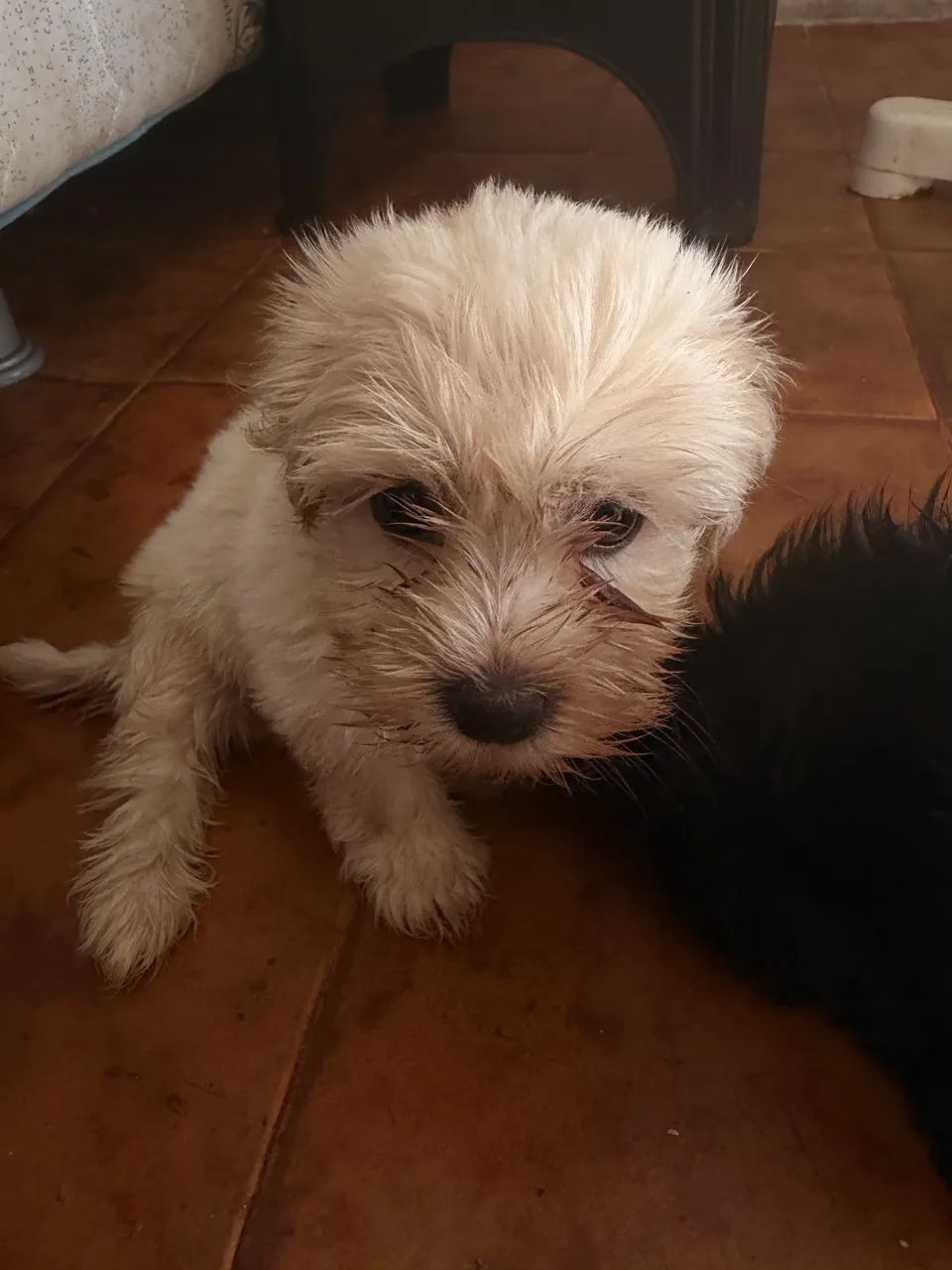 VENDE SE CACHORRO  - Foto 3