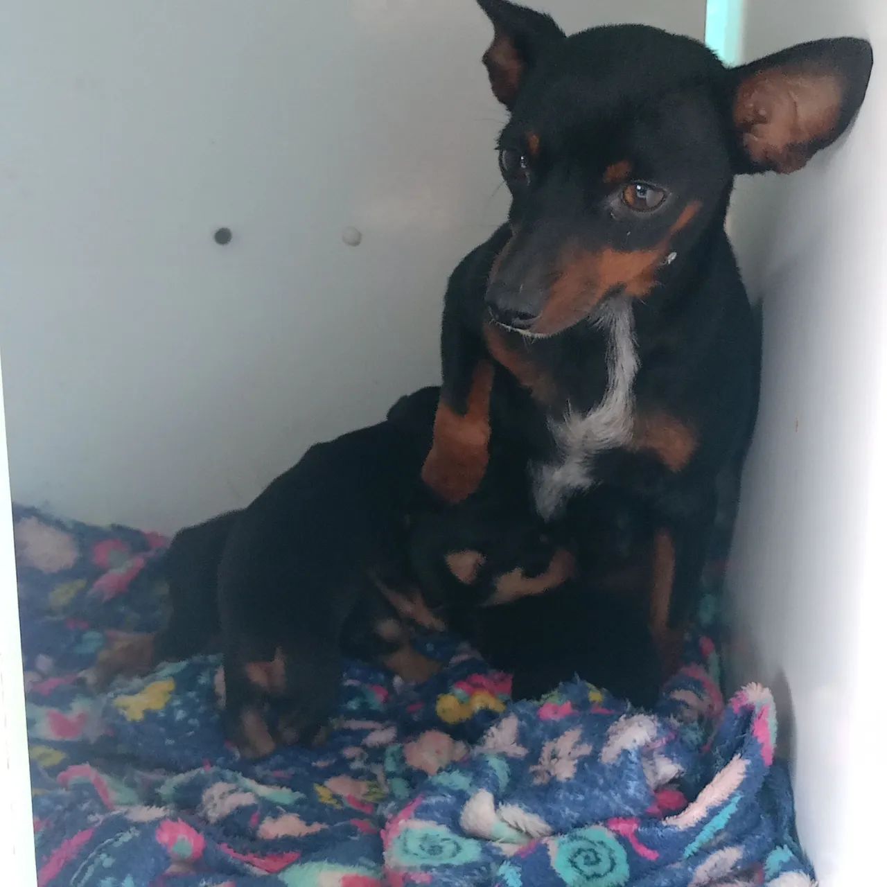 Pinscher 